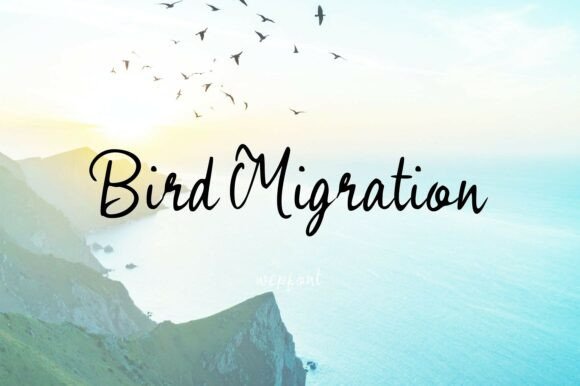 Bird Migration: A Serene Font for Your Business Story