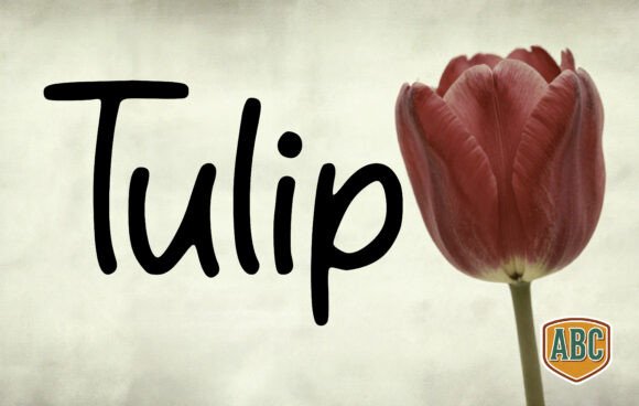 Why the Tulip Typeface Became My Go-To Handwritten Script